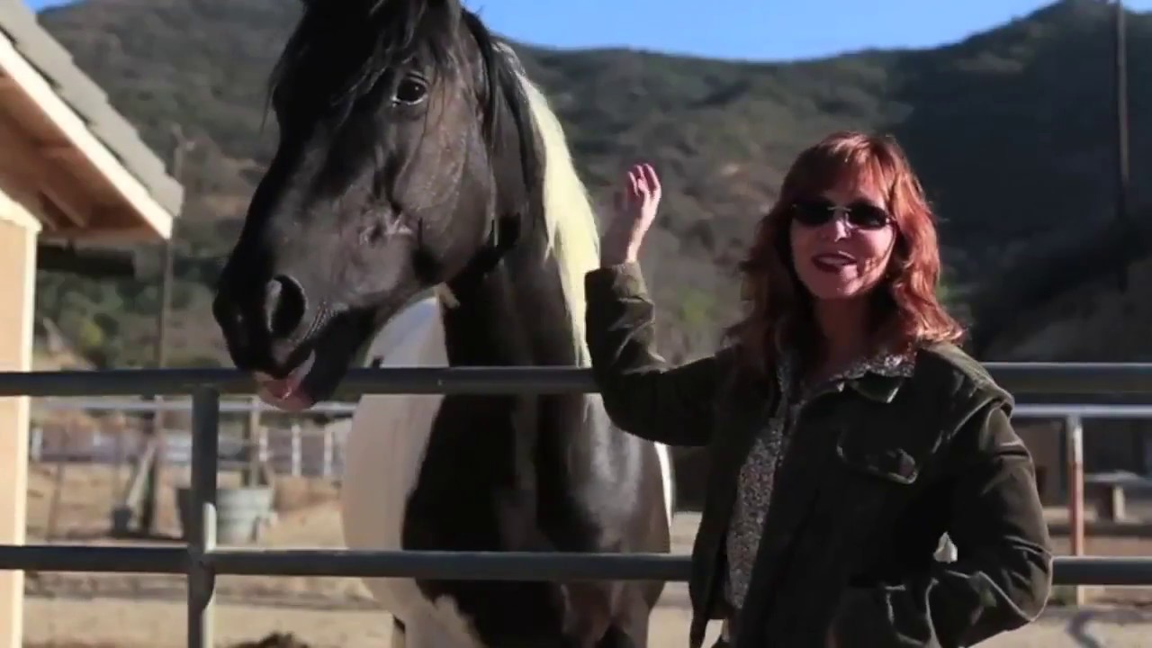 What is Equine Facilitated Learning?