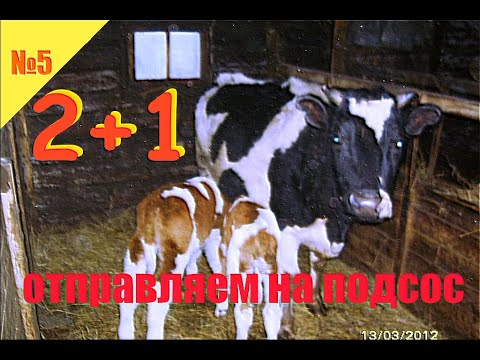 №5 Корова кормилица и два теленка два противоположных случая