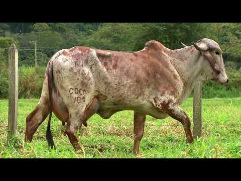 LOTE 25   GABRIELA COC   COC AGROPECUÁRIA   LEILÃO ALIANÇA GENÉTICA   DIA 25 DE MAIO   20HS