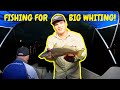 Catching BIG Whiting After Rain! | Gold Coast Fishing