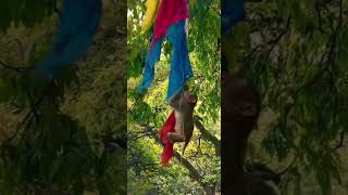 #monkeylovers#fypシ゚viral #funny #love