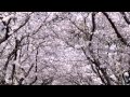 花は桜君は美し-Ballad Version