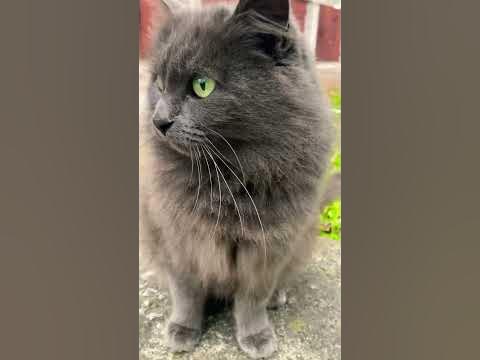 Сіра кішка. Cat - YouTube