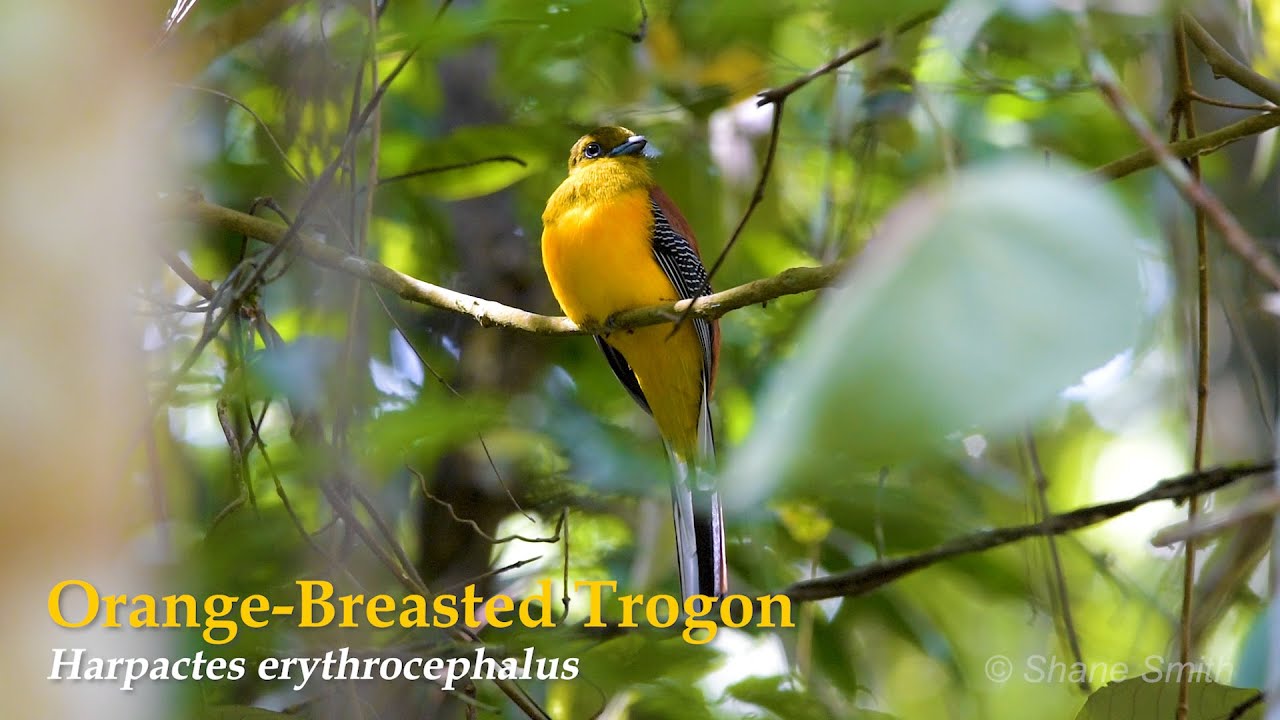 Orange-breasted trogon - Harpactes erythrocephalus 12122019 
