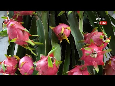 ملف كامل عن زراعة الدرجون فروت