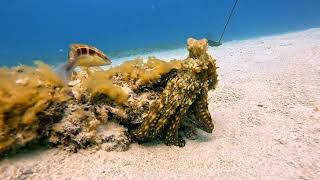 Octopus Turff wars Disrupted by a Moray Eel attack