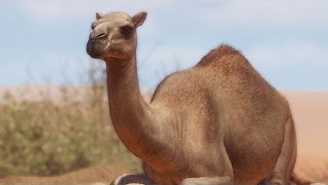 {PLANET ZOO} Dromedary Camel Habitat Build