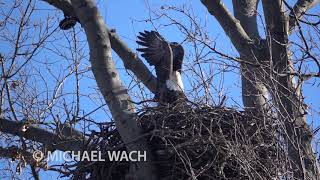 Bald Eagle taking flight in epic slow motion