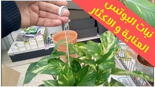 نبات البوتس، الزراعة و العناية و اكثار نباتات الظل (البوتس)