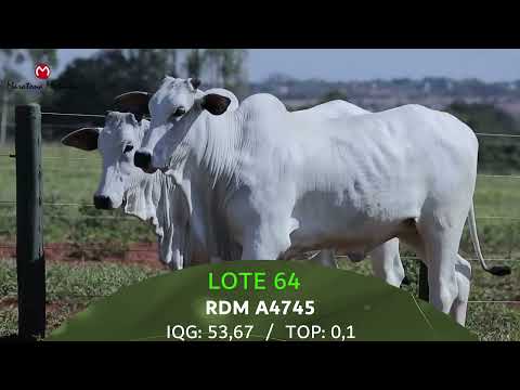 LOTE 64