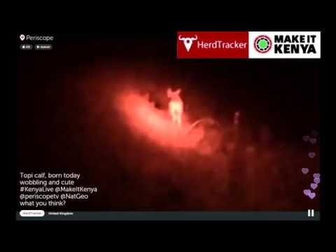 camera iphone 8 plus apk #KenyaLive - Newborn Topi Calf, Wobbling and Cute