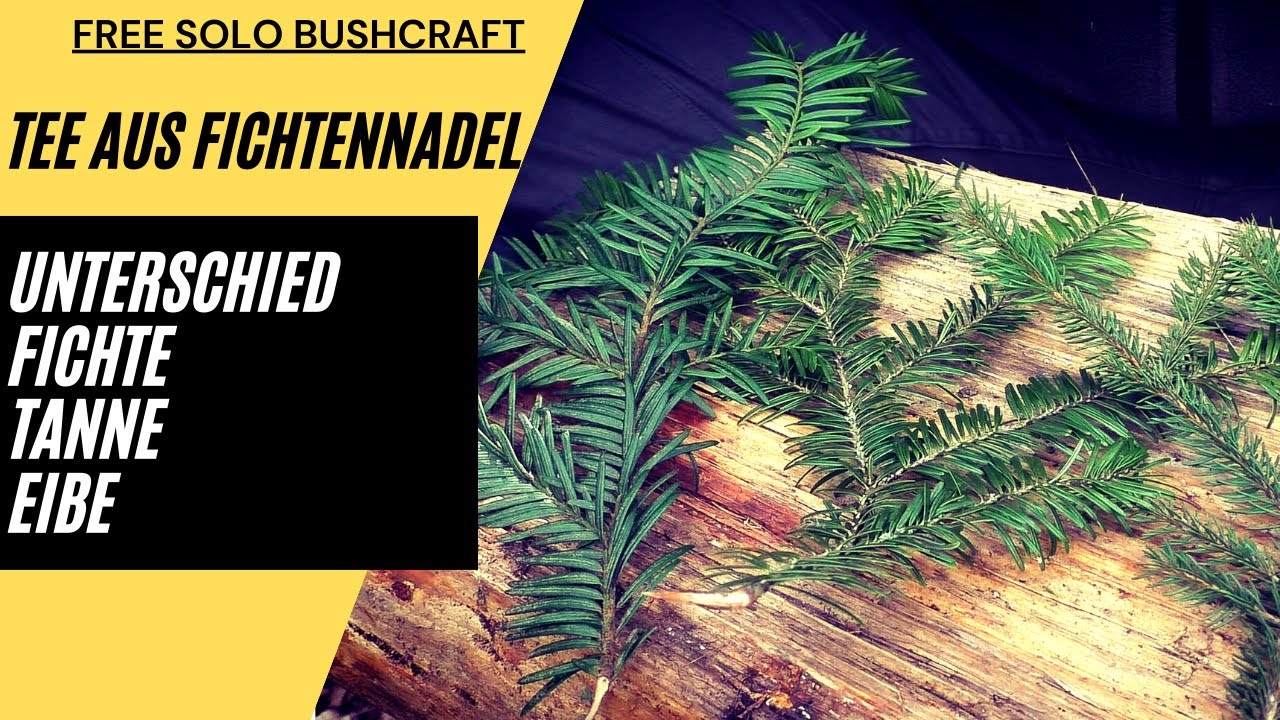 Wie unterscheidet man Fichte, Tanne und die giftige Eibe ? | Bushcraft  deutsch