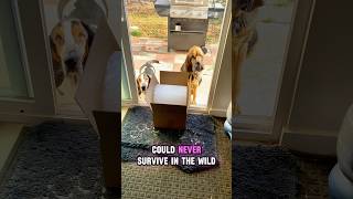 Reason 10 my dogs couldn’t survive in the wild #bassethound #dogshorts #bloodhound