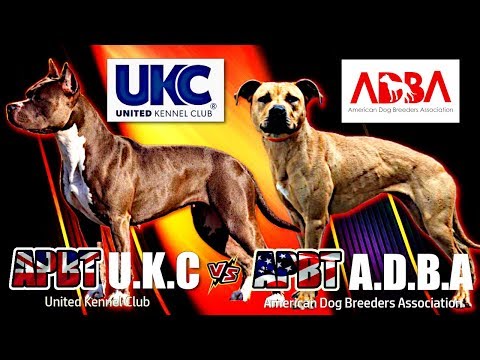 Video: Estándares UKC Pit Bull