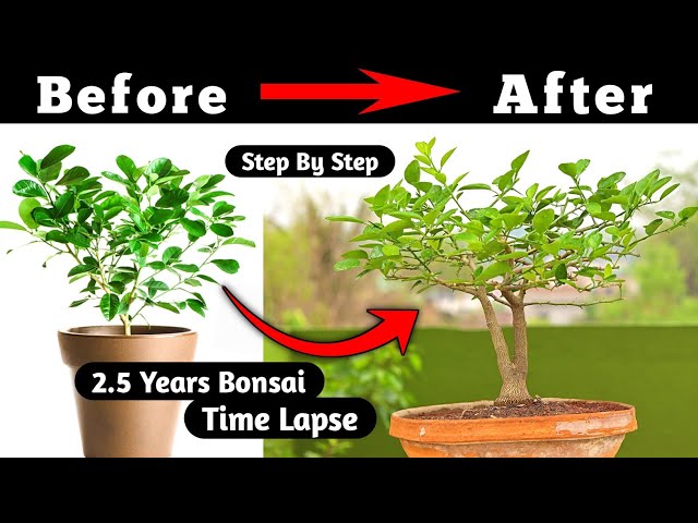 Lemon bonsai | Bonsai Time Lapse class=