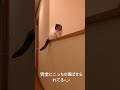 完全に猫に遊ばせらてる下僕！#猫のいる暮らし  #ねこ #cat  #ねこ好き#三毛猫     プリティッシュショートヘアの珍しい三毛猫のモモです^_^
