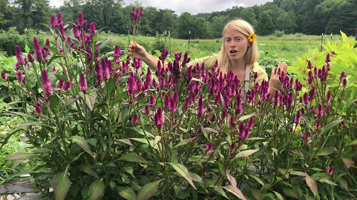 Growing Celosia from Seed
