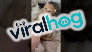 Dog and Cat Co-Parent || ViralHog