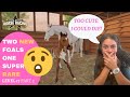 Story mode FOALS - we got lucky! Finally trying to finish level 17, part 2! Rival Stars Horse Racing