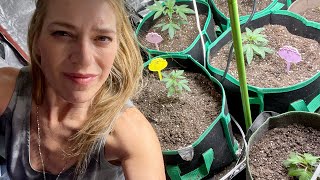 Plant transplant
