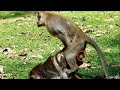 What Are You Doing To Female Monkey Cry Loudly? Monkey Recorder PT1030