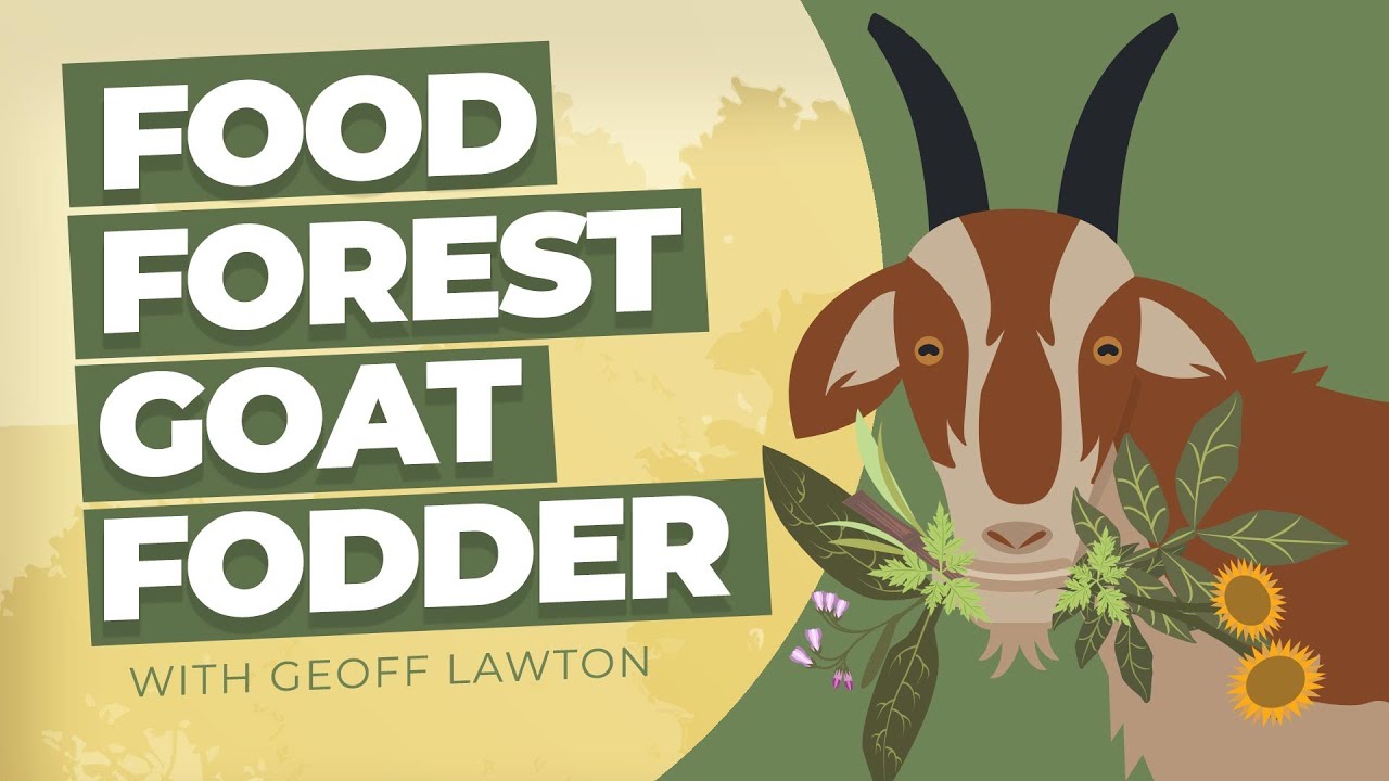 Food Forest Goat Fodder YouTube