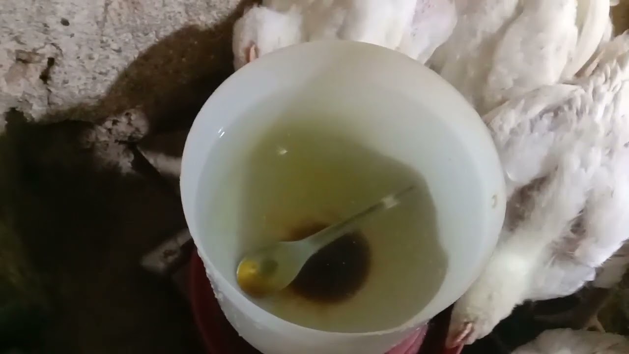 فوائد العسل الاسود والمون للدواجن رافع مناعة وفاتح شهية و وقايه من نزلت البرد