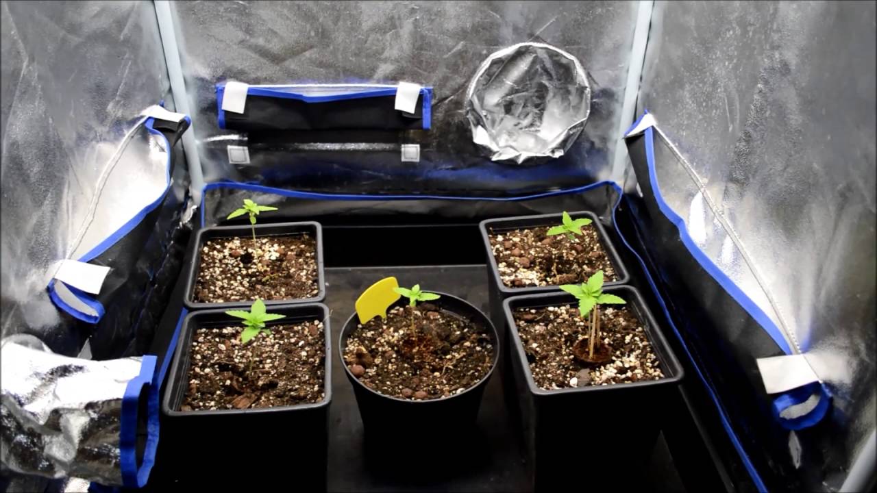 Speedy Chile Royal Queen Seeds