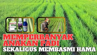 Cara memperbanyak anakan padi dan membasmi hama pelipat daun kaper ulat, merawat padi fase vegetatif