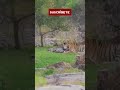 tigre mata leopardo tiger kills leopard
