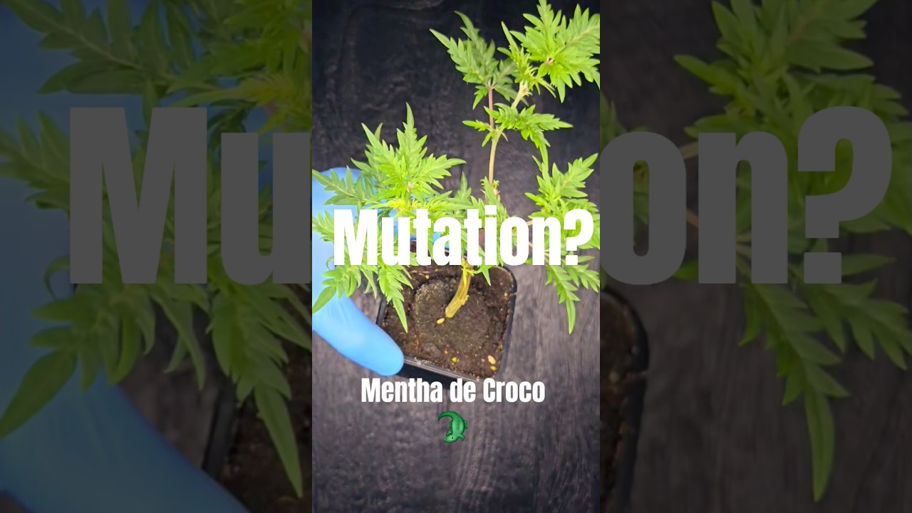 Beautiful nature 🐊🌱 