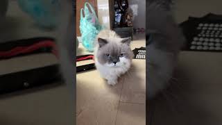 Munchkin Adventure A Day In The Life Of Adorable Munchkin