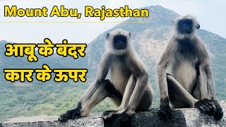 आबू के बंदर कार के ऊपर / Hanuman langur sat on top of my car / Mount Abu, Rajasthan #Rajasthan