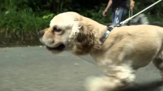 Acorn TV | Martin Clunes: Man & Beast clip