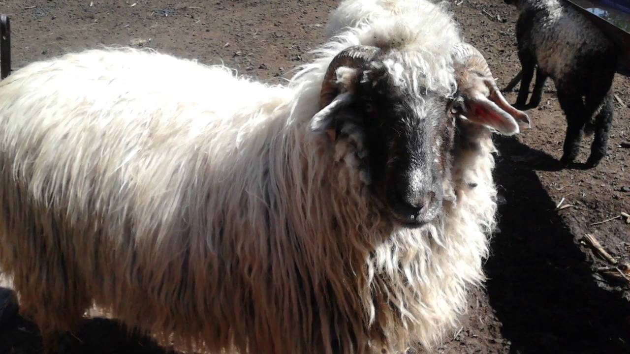 AJDE JANO -Talitha MacKenzie(Celtic mix of songs from Europe and Canada )