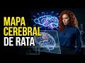 Decodificando el CEREBRO: ¡Creamos un MAPA a partir de la actividad neuronal de una RATA!