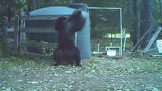INSTANT KARMA bear takes nut shot after trying to destroy a gate