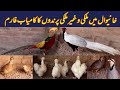 Visited at Pheasant II Tetar I Chukar I & Silkie Hens Farming in Pakistan Golden & Silver Pheasant