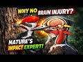 Woodpecker: Nature’s Ultimate Impact Specialist | How Woodpeckers Avoid Brain Injury