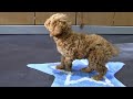 Cockapoo puppy training - 4 - send away