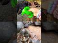Sea Animal Names | Kids Learn at the Rock Pool: Crab Seahorse Manatee Eel Manta Ray