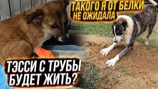 Белка ОБРАДОВАЛАСЬ🙈думала я ее забираю😔 Предложила Тэсси с трубы еды😱 Бельчик переезжает в котидом.