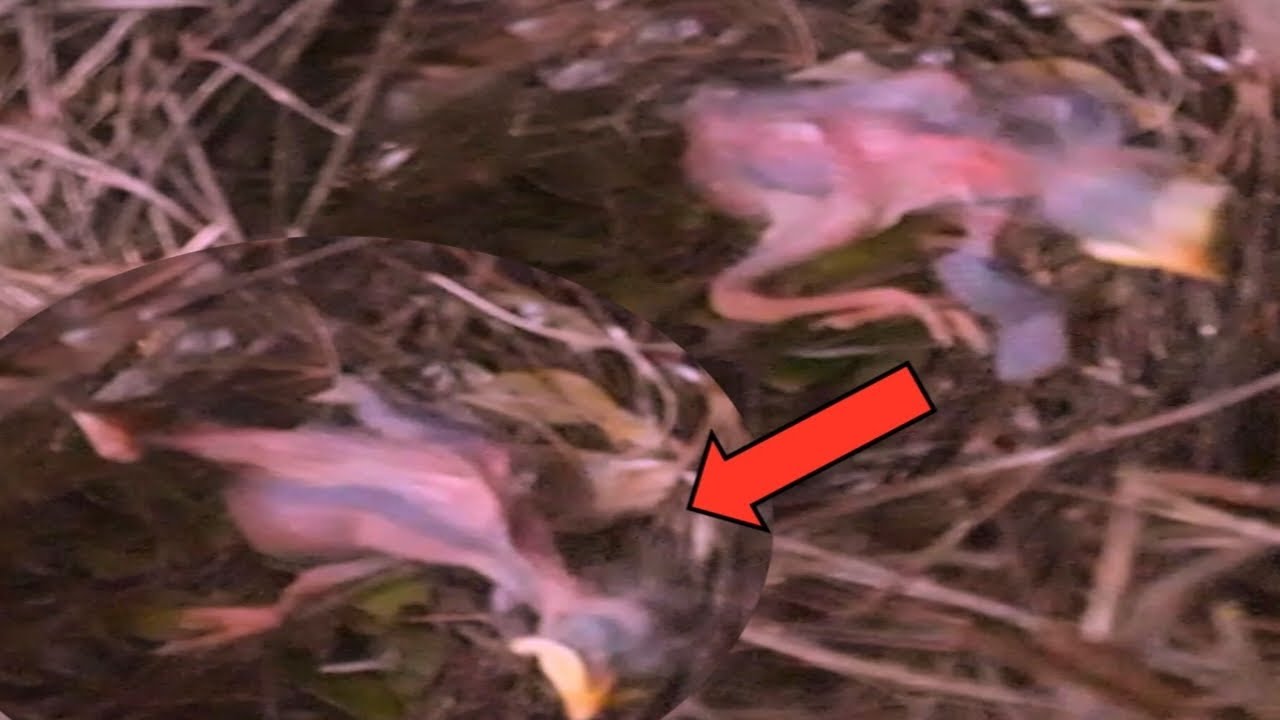 great-myna-baby-bird-in-the-nest-alone-bird-birds-youtube