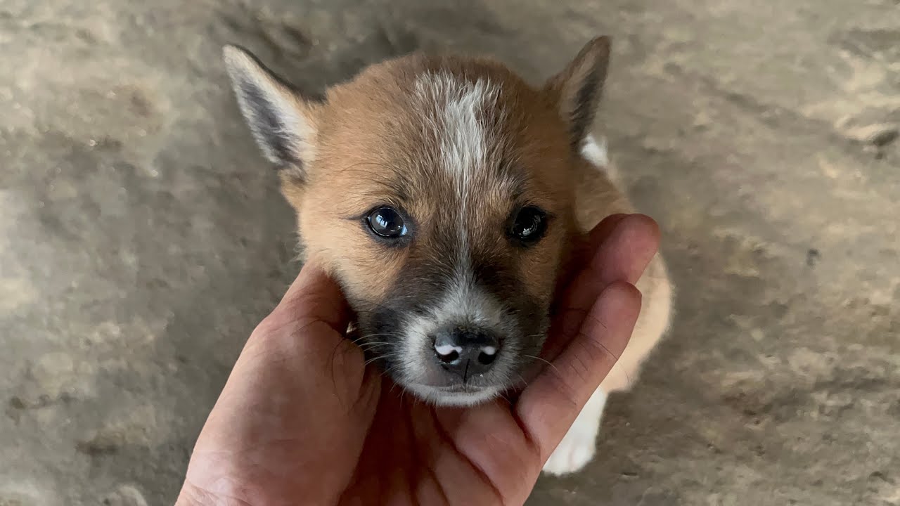 29 October 2025 || Jara Sikhet 