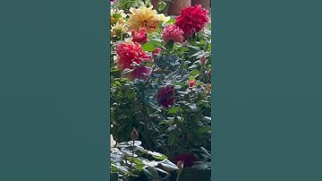 Flowers That Add A Brimming Beauty To Your Garden | The Most Vibrant and Diverse Gardens
