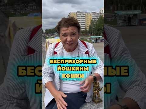 В каком городе живут беспризорные йошкины кошки?