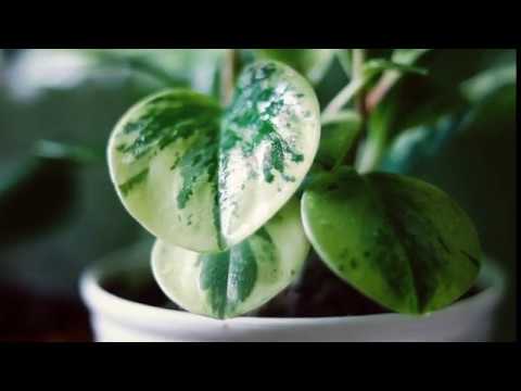 ای که مهجوری عشاق روا می داری محمدرضا شجریان
