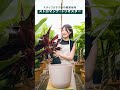 スタッフのおすすめ_vol5 #観葉植物のある暮らし #インテリアグリーン
