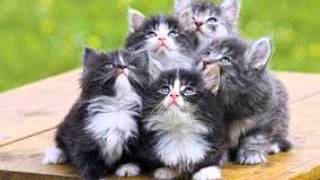 Cats with Sound Effects,  cat sounds, Cats Meow,  Effect, CUTE CAT sound effects,  sound effect