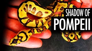 New MAGMA Combos! + Amazing African Import! - A Redstripe Clown Project Morphs 101 - Justin Kobylka Net Worth